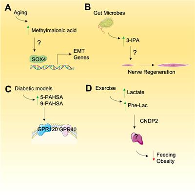 Understanding emerging bioactive metabolites with putative roles in cancer biology